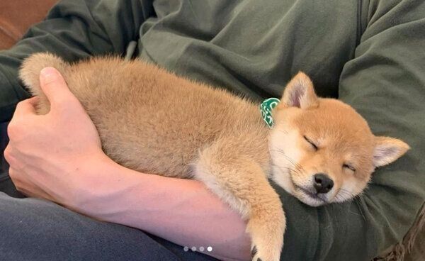 飼い主さんの膝の上で眠るこたろうくん