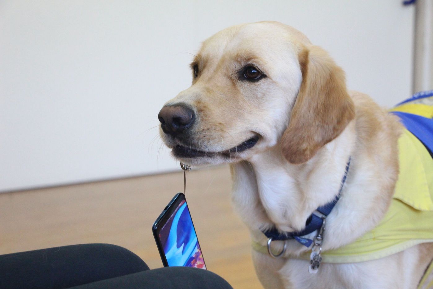 手や足が不自由な人を手助けする 介助犬 を知っていますか Youtubeライブ配信イベントをチェック 介助犬フェスタ22 いぬのきもちweb Magazine 手や足が不自由な人を手助けする 介助犬 を知っていますか Youtubeライブ配信イベントをチェック 介助犬フェスタ22 いぬのきもちweb Magazine