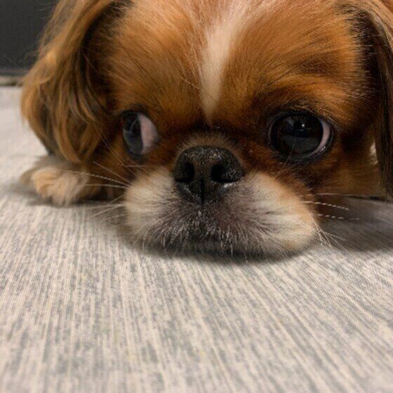 Mix（雑種）小型犬のむぎくん