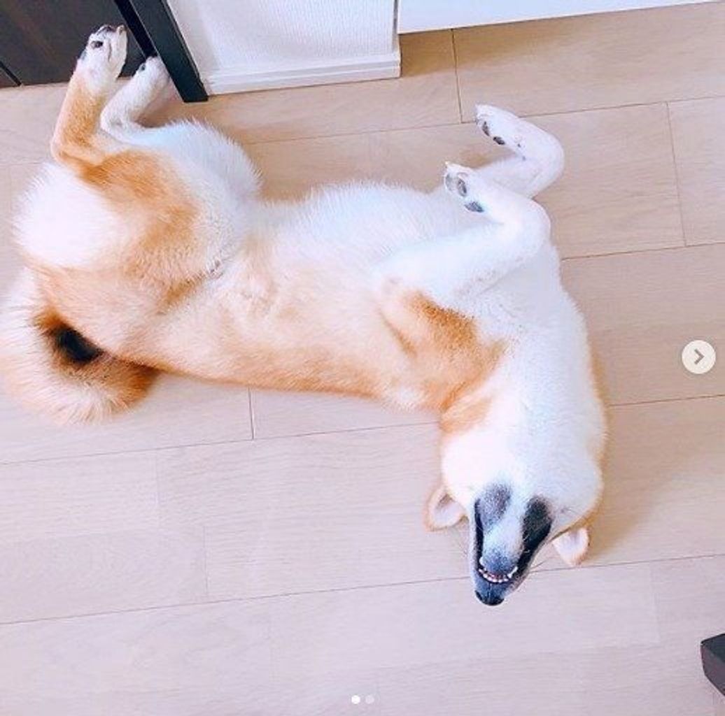 犬が へそ天 するときの心理 かわいい画像もたっぷりご紹介 いぬのきもちweb Magazine 犬が へそ天 するときの心理 かわいい画像もたっぷりご紹介 いぬのきもちweb Magazine