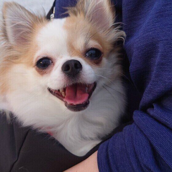 抱っこされるチワワの梛