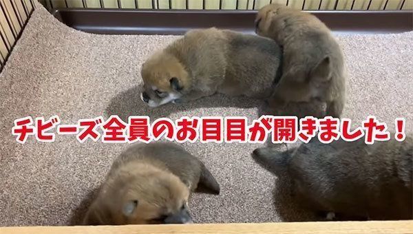 目が開いた茶太郎くん、ゆずちゃん、マツコちゃん、トマトちゃん