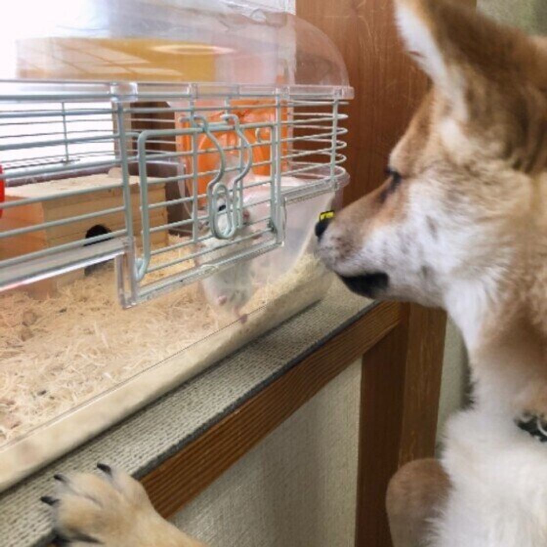 犬が猫やほかの小動物と暮らす ことの注意点を獣医師が解説 いぬのきもちweb Magazine 犬が猫やほかの小動物と暮らす ことの注意点を獣医師が解説 いぬのきもちweb Magazine
