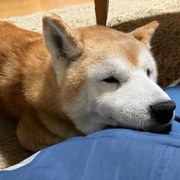 飼い主さんに顎を乗せるロペさん