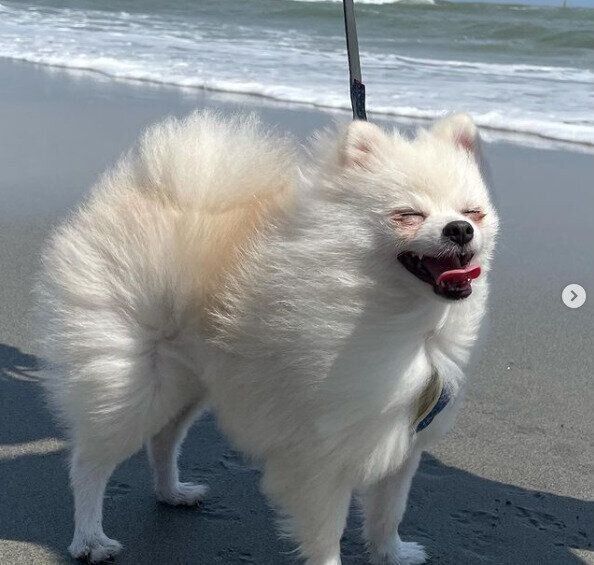 海辺のポメラニアン
