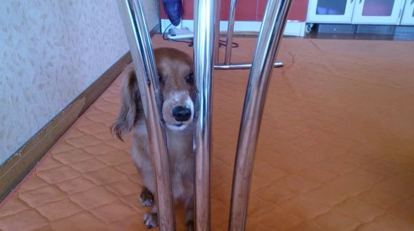 バレバレすぎるいたずらをする犬