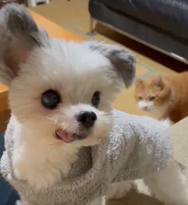 おやつを欲しがるカマンちゃん