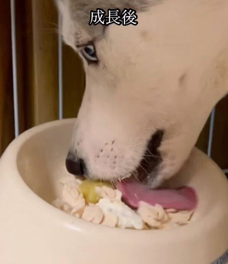 ゴハンを食べるアシㇼちゃん