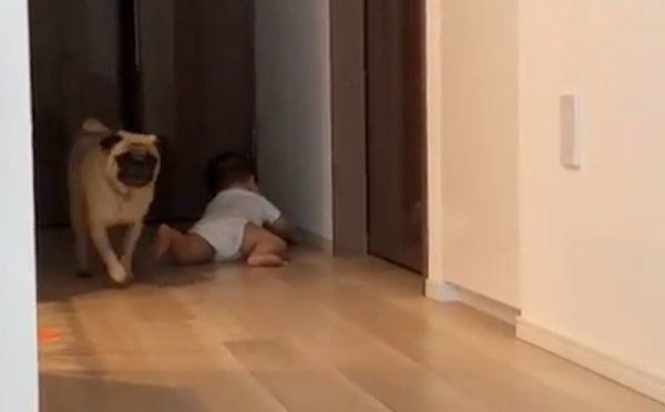 床の研究をするおとーとくんと見守るパグ