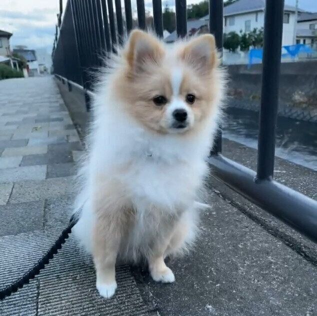 遠くに何かを見つけてヒョッとなるピカルディくん