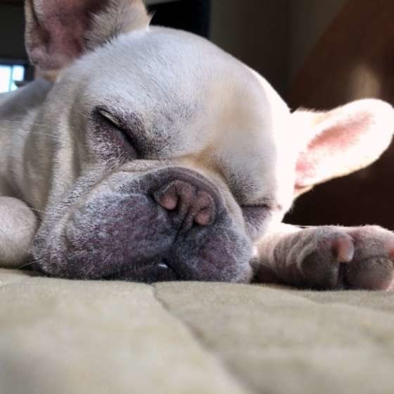 寝るフレンチブルドッグ