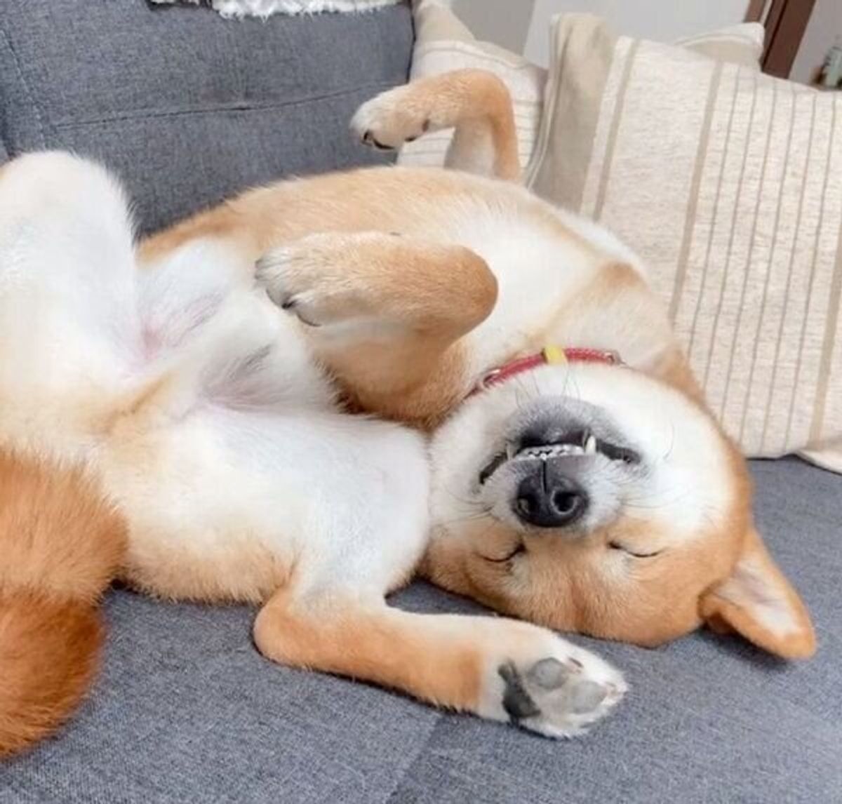 口角を上げてにっこり 無防備な ヘソ天 ポーズで眠る犬の 寝顔 が反則的な可愛さだった いぬのきもちweb Magazine 口角を上げてにっこり 無防備な ヘソ天 ポーズで眠る犬の 寝顔 が反則的な可愛さだった いぬのきもちweb Magazine