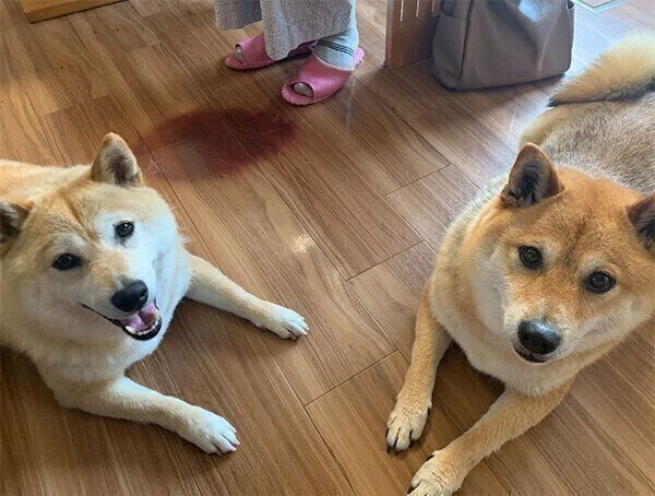 ココちゃん、チョコくん