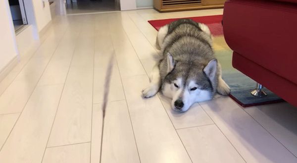 猫じゃらしで遊ぶシベリアン・ハスキー
