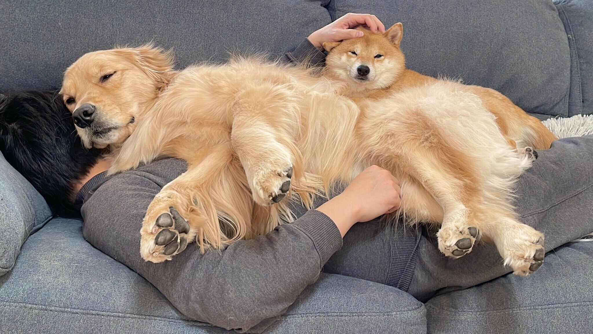 パパさんにくっついて眠るうにくん、おからちゃん