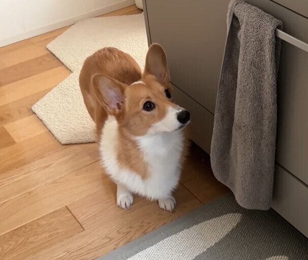 期待のまなざしのモナちゃん