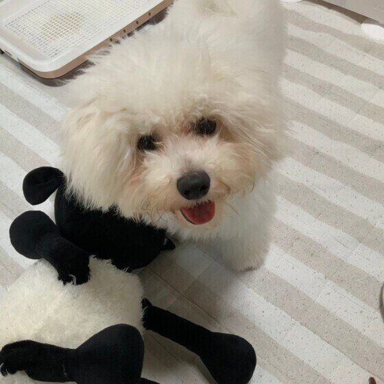 足元に人形を置くビション・フリーゼの子犬