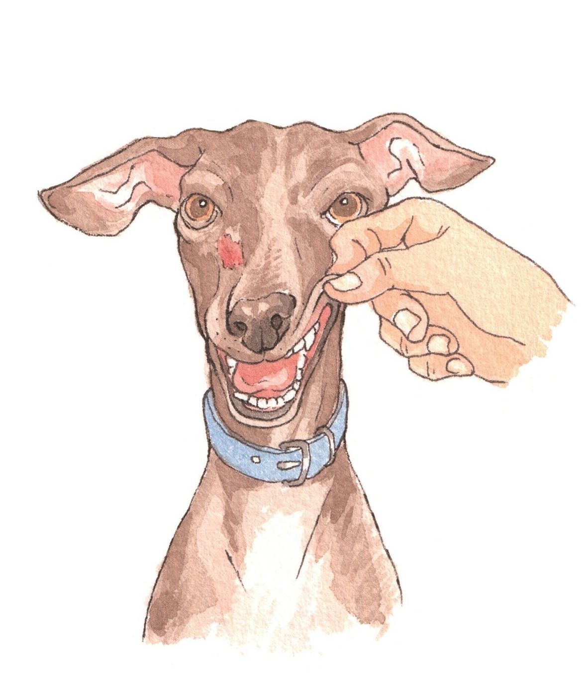犬のほっぺに穴があく とっても怖 い病気 歯瘻 って何 いぬのきもちweb Magazine 犬のほっぺに穴があく とっても怖 い病気 歯瘻 って何 いぬのきもちweb Magazine