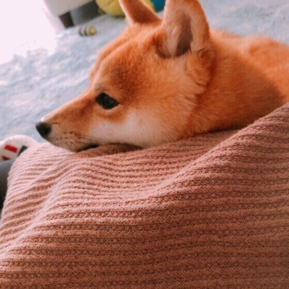 犬が飼い主さんに体をくっつける理由とは かわいい画像も いぬのきもちweb Magazine 犬が飼い主さんに体をくっつける理由とは かわいい画像も いぬのきもちweb Magazine