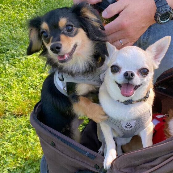 「人見知りをする犬としない犬の特徴」と犬を人に慣らすためにできること いぬのきもち