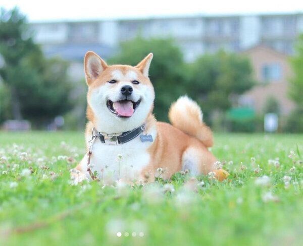 笑顔が可愛いめんまくん