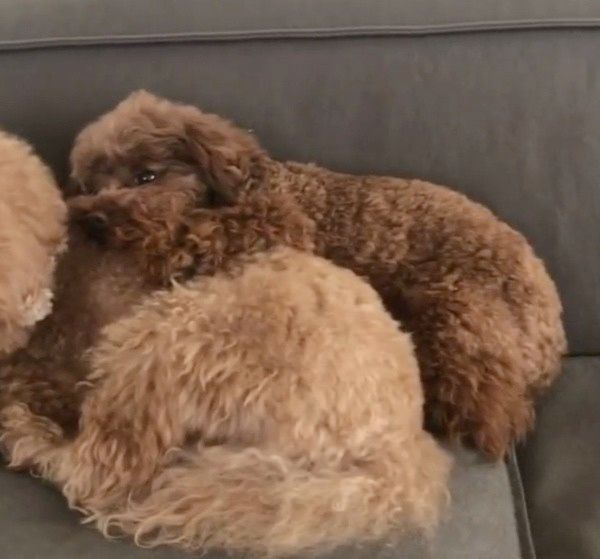 くっついて寝る犬