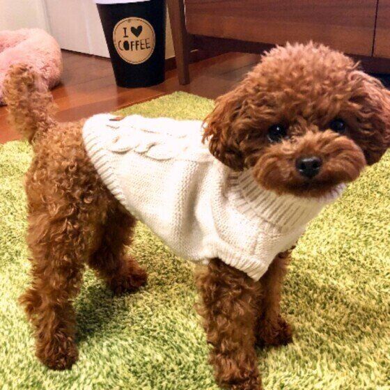 見つめるトイ・プードル