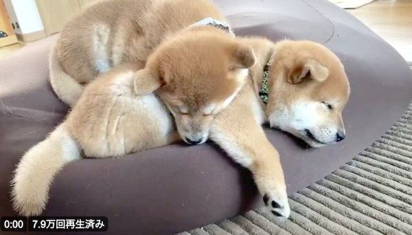 寝ながらピクピク動いてしまう桃亜くんとアキくん