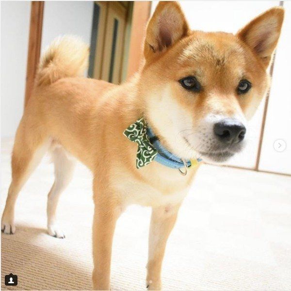 気持ちよくて つい カイカイしながら絶妙な表情を見せるワンコ いぬのきもちweb Magazine