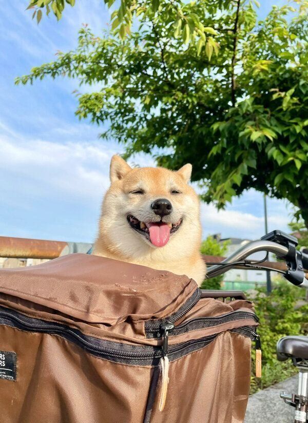 外の空気を吸ってご満悦な様子のこじろうくん