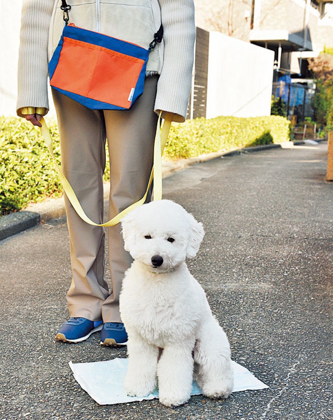 愛犬は我慢してるかも 留守番 散歩時のトイレのお悩み相談室 いぬのきもちweb Magazine 愛犬は我慢してるかも 留守番 散歩時のトイレのお悩み相談室 いぬのきもちweb Magazine