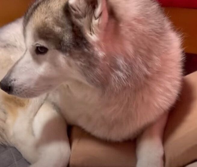 シベリアン・ハスキーの文太くん♪