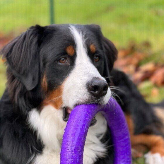おもちゃをくわえるバーニーズ・マウンテン・ドッグ
