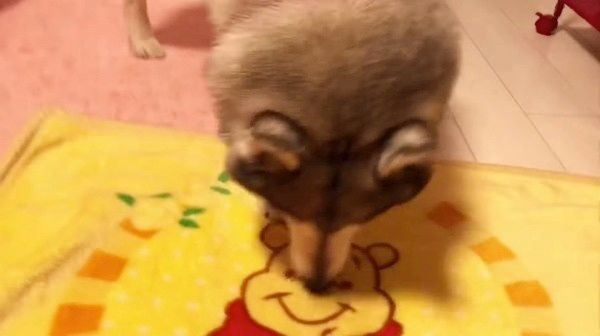 毛布が好きなシベリアン・ハスキー