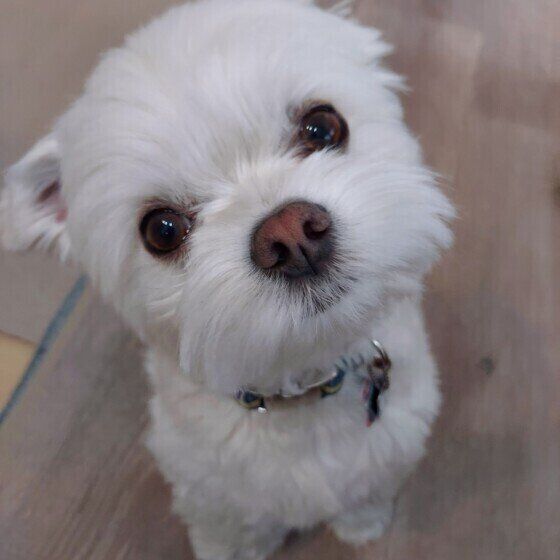 キラキラの瞳で見つめるうるくん