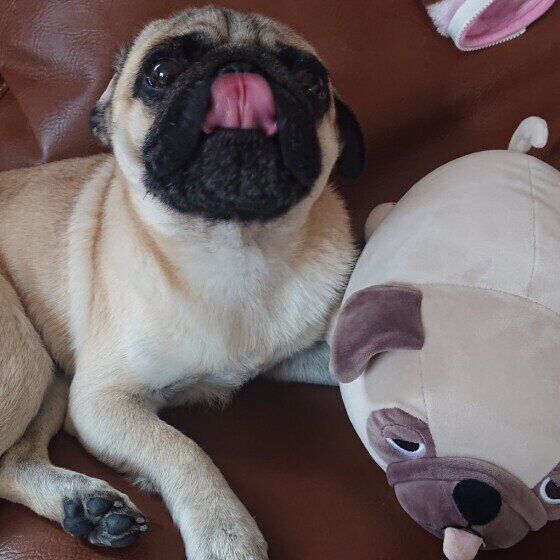 犬は舌でも気持ちを伝える 犬の舌なめずりには理由があった いぬのきもちweb Magazine