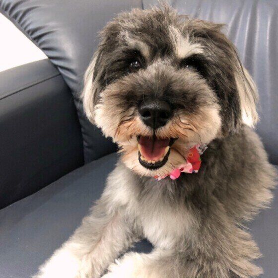 ミニチュア・シュナウザー