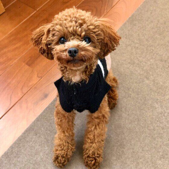 こちらを見つめるトイ・プードルのルーキーくん