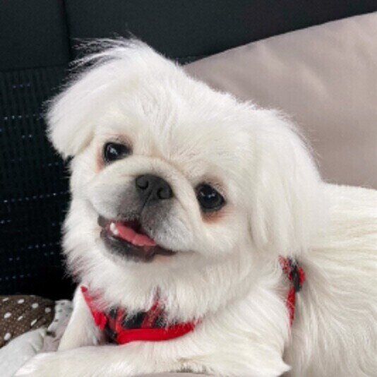 笑顔のペキニーズ