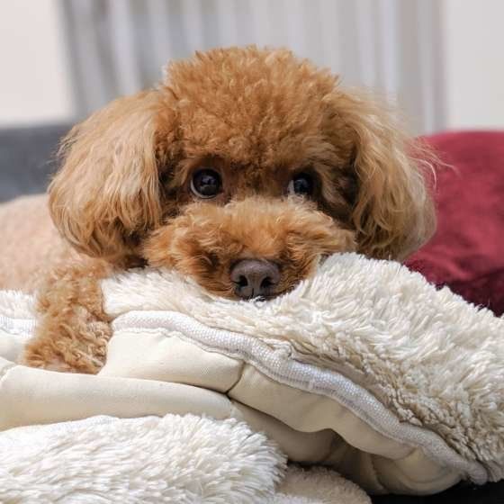 くつろぐトイ・プードル