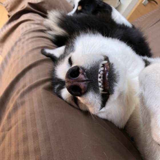 くつろぐシベリアン・ハスキー