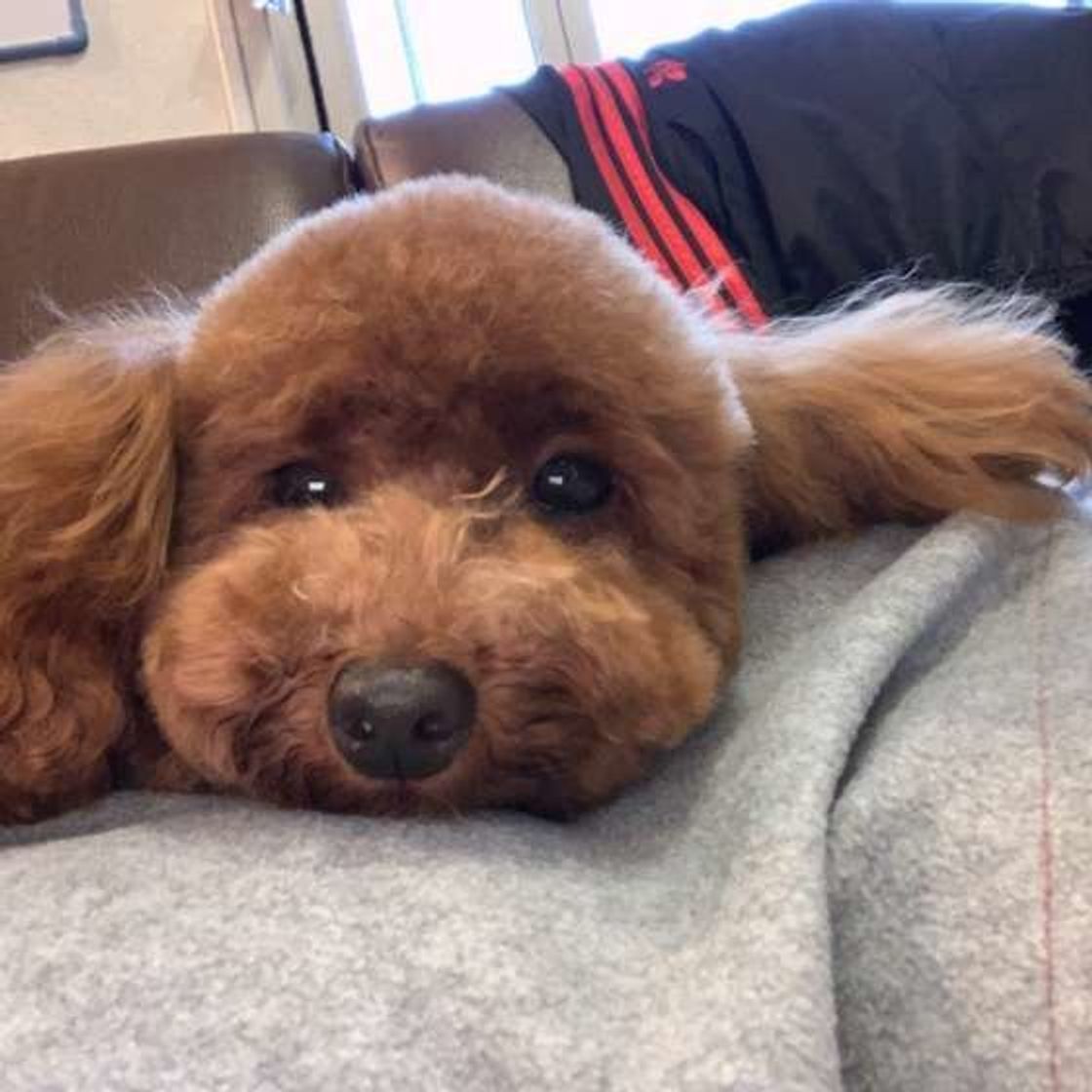 飼い主さんのことが大好き な犬が見せる2つの行動 いぬのきもちweb Magazine 飼い主さんのことが大好き な犬が見せる2つの行動 いぬのきもちweb Magazine