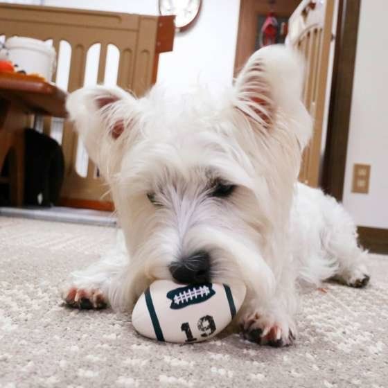 犬のケガの多くは室内で起こる 注意したい意外なスポットは いぬのきもちweb Magazine