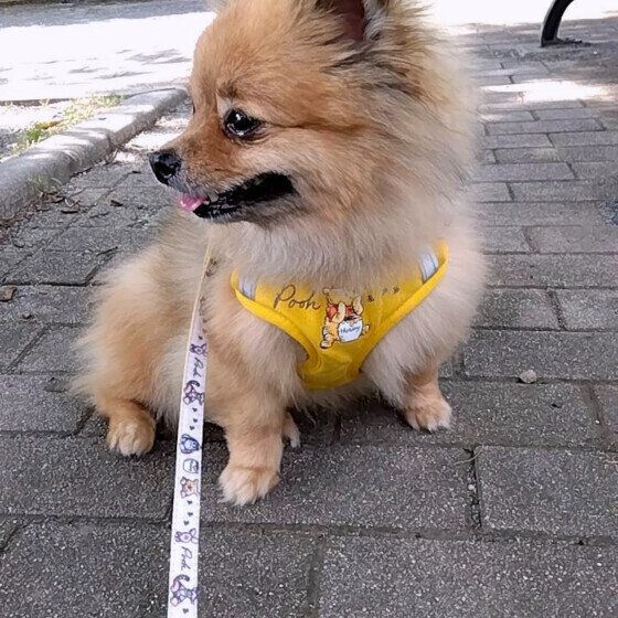 お散歩が大好きな七ちゃん