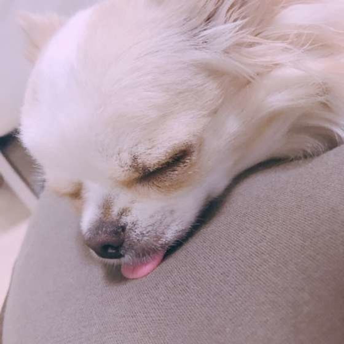 入会犬続出 全日本舌しまい忘れ協会 の画像に癒される いぬのきもちweb Magazine 入会犬続出 全日本舌しまい忘れ協会 の画像に癒される いぬのきもちweb Magazine