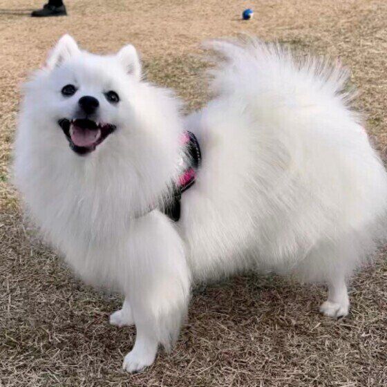 もしかして多飲多尿？いち早く愛犬の異変に気が付くためのポイントとは？ いぬのきもち