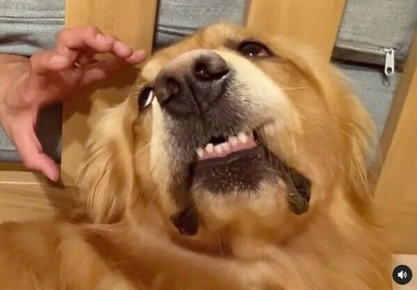 驚いたような表情で飼い主さんの手を見つめるmoshくん