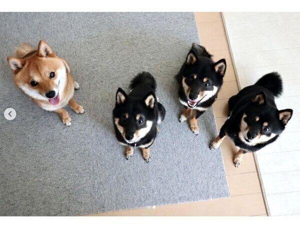 見つめる犬たち