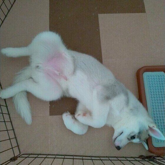 シベリアン・ハスキー　ぽてと　ヘソ天