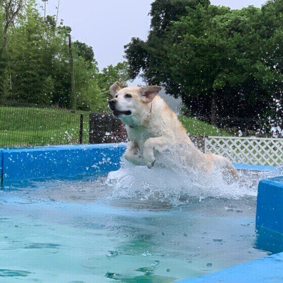 プールを楽しむラブラドール・レトリーバー